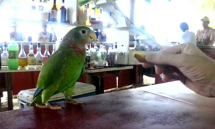 Jack on the Bar in Negril Jamaica