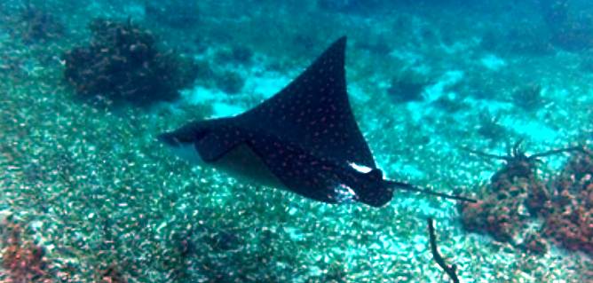 Stingray Undersea in Negril Jamaica