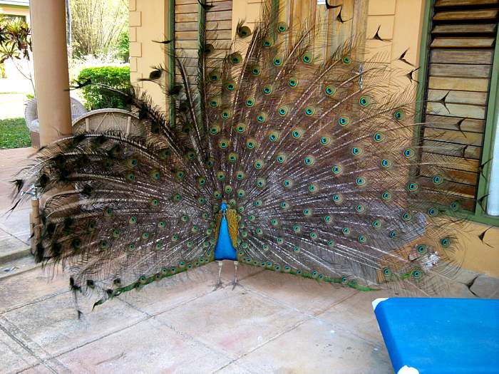 Wildlife in Negril Jamaica