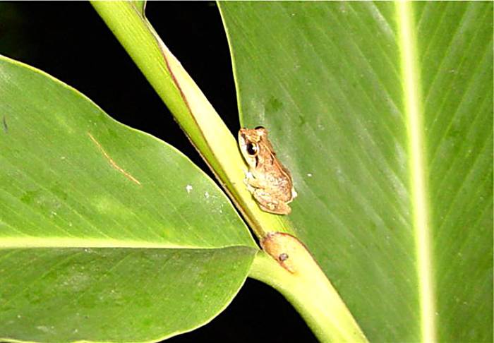 Tree Frog in Negril Jamaica