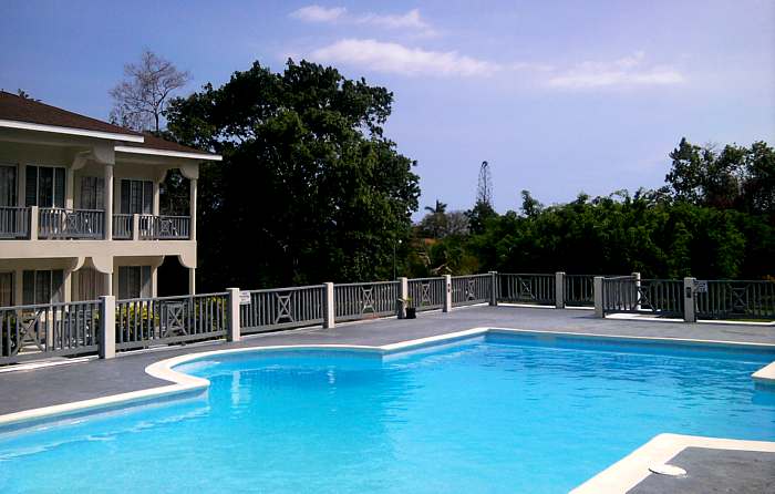 Royale Hummingbird in Negril Jamaica