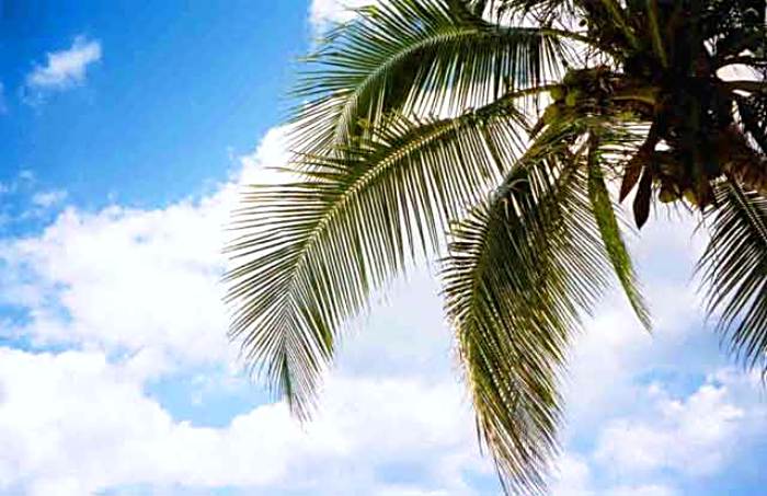 Just Look Up in Negril Jamaica
