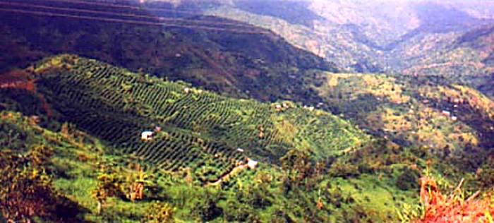 Blue Mountain Coffee Fields in Negril Jamaica