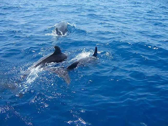 Dolphins at Catha in Negril Jamaica
